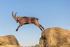 Steinbock