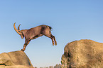 Steinbock