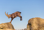 Steinbock