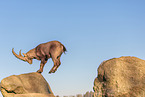 Steinbock