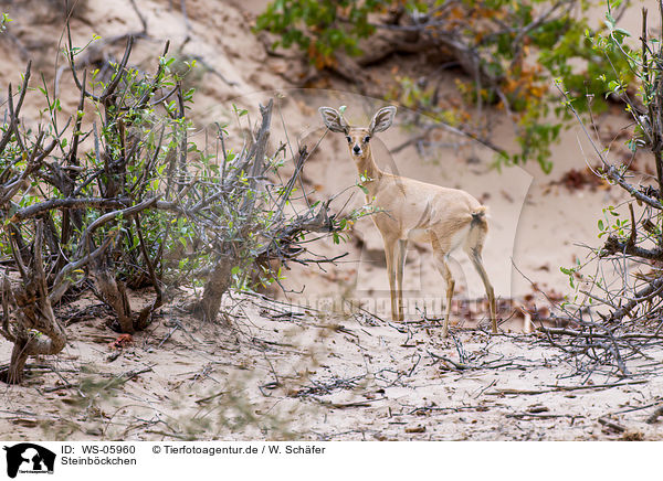 Steinbckchen / steenbok / WS-05960