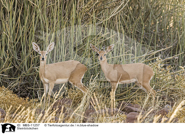 Steinbckchen / steenboks / MBS-11257