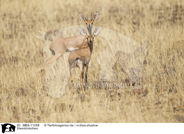 Steinbckchen / steenboks / MBS-11258