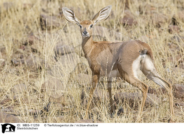 Steinbckchen / steenbok / MBS-11259