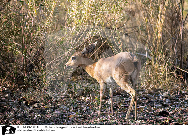 stehendes Steinbckchen / standing Steenbok / MBS-19340