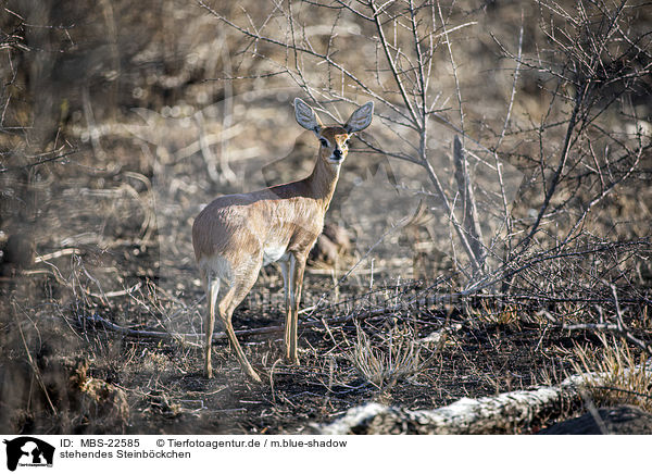 stehendes Steinbckchen / standing Steenbok / MBS-22585