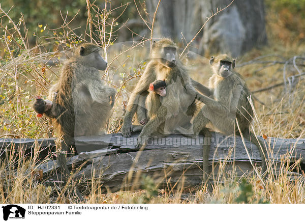 Steppenpavian Familie / HJ-02331