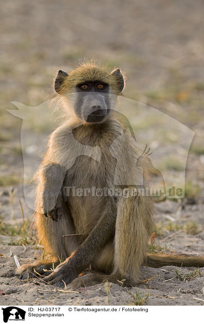Steppenpavian / yellow baboon / HJ-03717