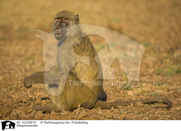 Steppenpavian / yellow baboon / HJ-03816