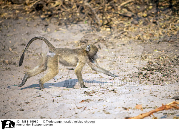 rennender Steppenpavian / running Yellow Baboon / MBS-19986