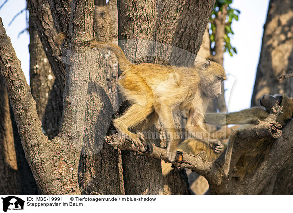 Steppenpavian im Baum / Yellow Baboon in the tree / MBS-19991