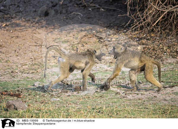 kmpfende Steppenpaviane / fighting Yellow Baboons / MBS-19999