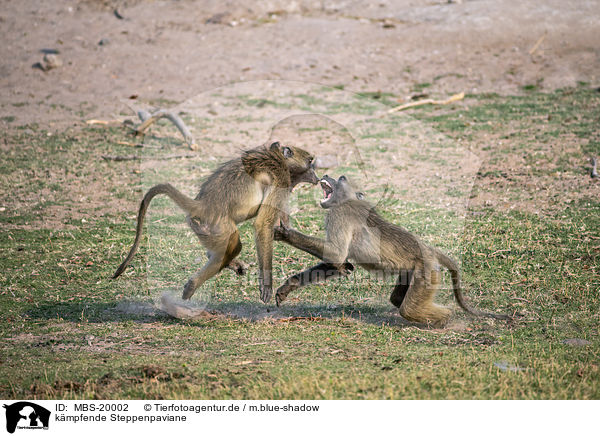 kmpfende Steppenpaviane / fighting Yellow Baboons / MBS-20002