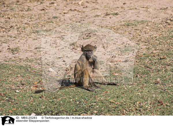 sitzender Steppenpavian / sitting Yellow Baboon / MBS-20283