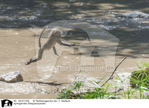 springender Steppenpavian / jumping Yellow Baboon / IG-01100