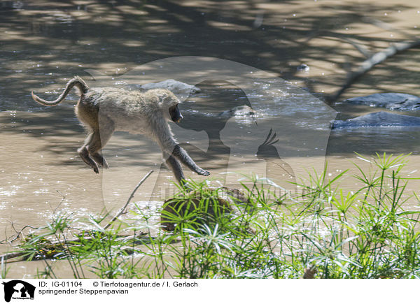 springender Steppenpavian / jumping Yellow Baboon / IG-01104