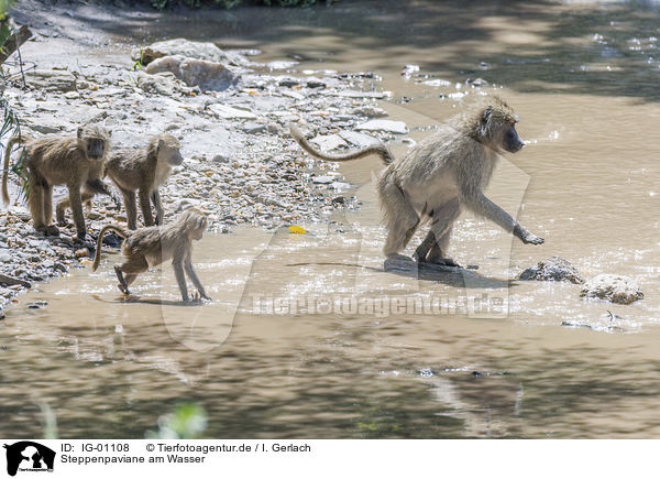 Steppenpaviane am Wasser / Yellow Baboons at the water / IG-01108