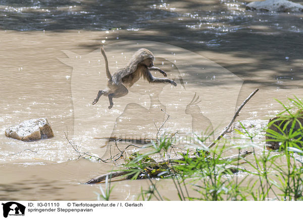 springender Steppenpavian / jumping Yellow Baboon / IG-01110