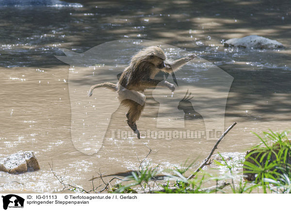 springender Steppenpavian / jumping Yellow Baboon / IG-01113