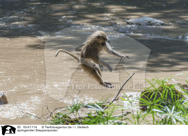 springender Steppenpavian / jumping Yellow Baboon / IG-01114