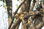 Steppenpavian im Baum