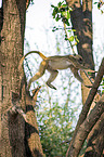 Steppenpavian im Baum