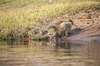 Steppenpavian am Wasser