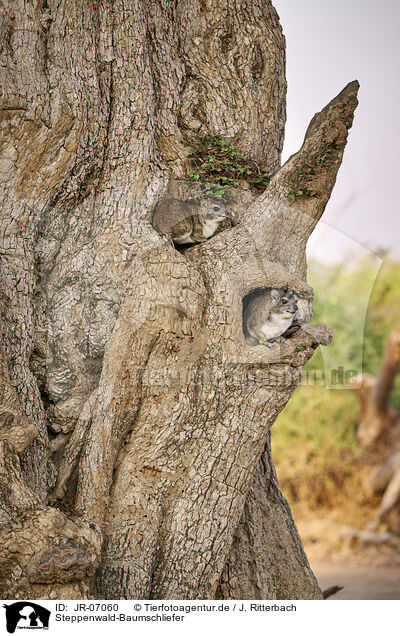 Steppenwald-Baumschliefer / eastern tree dassie / JR-07060