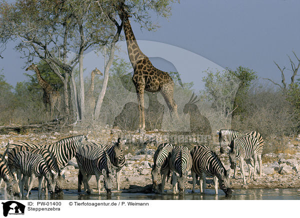 Steppenzebra / plains zebra / PW-01400