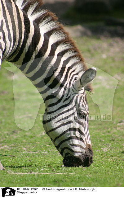 Steppenzebra / BM-01262