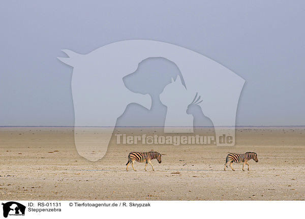 Steppenzebra / plains zebra / RS-01131