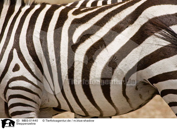 Steppenzebra / plains zebra / MBS-01440