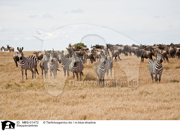 Steppenzebras / MBS-01472