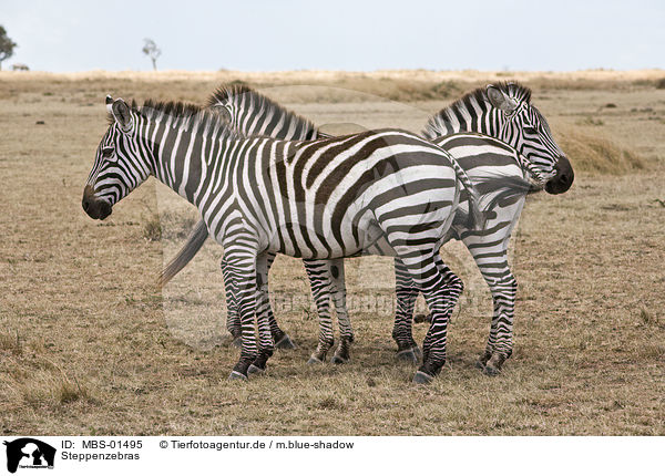 Steppenzebras / MBS-01495