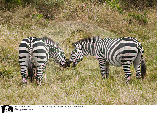 Steppenzebras / plains zebras / MBS-01507