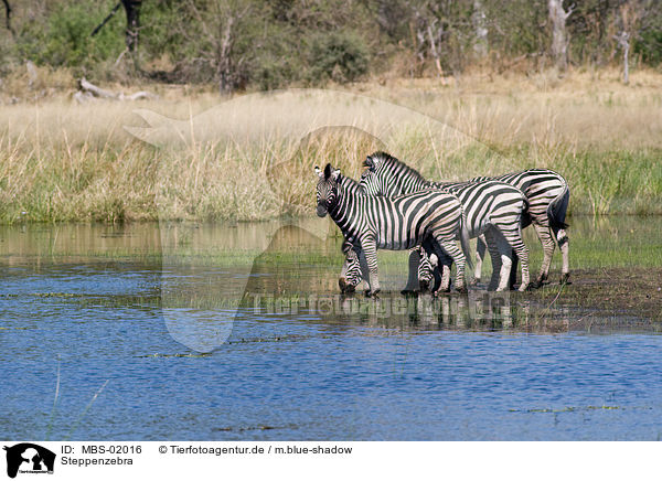 Steppenzebra / plains zebra / MBS-02016