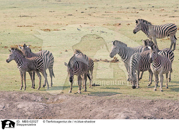 Steppenzebra / plains zebra / MBS-02027