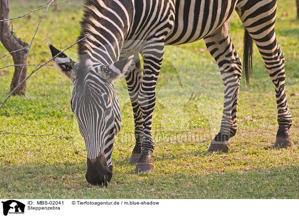 Steppenzebra / MBS-02041