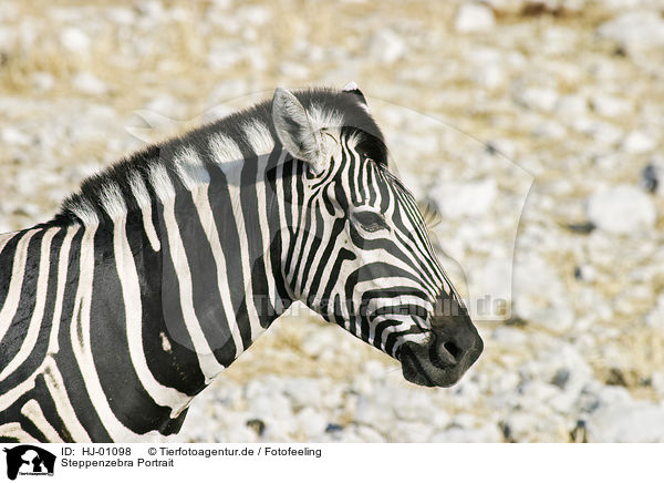 Steppenzebra Portrait / plains zebra portrait / HJ-01098