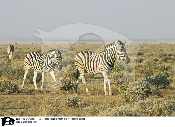 Steppenzebras / plains zebras / HJ-01088