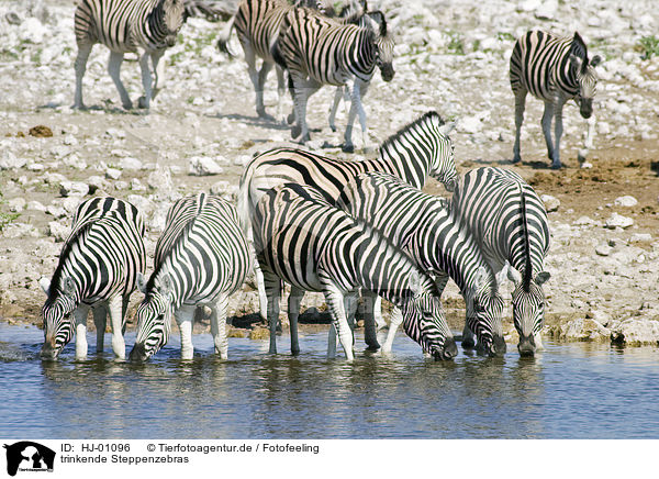 trinkende Steppenzebras / drinking plains zebras / HJ-01096
