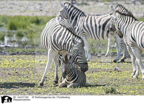 Steppenzebras / HJ-01102