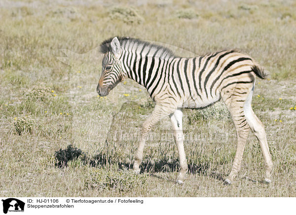 Steppenzebrafohlen / plains zebra foal / HJ-01106