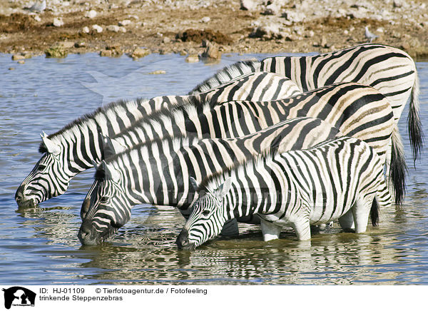 trinkende Steppenzebras / drinking plains zebras / HJ-01109