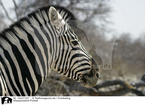 Steppenzebra Portrait / HJ-01123