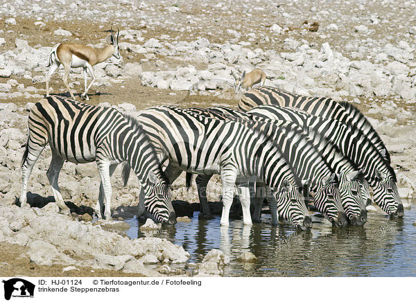 trinkende Steppenzebras / HJ-01124