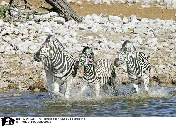 rennende Steppenzebras / running plains zebras / HJ-01125