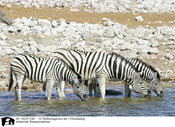 trinkende Steppenzebras / drinking plains zebras / HJ-01126