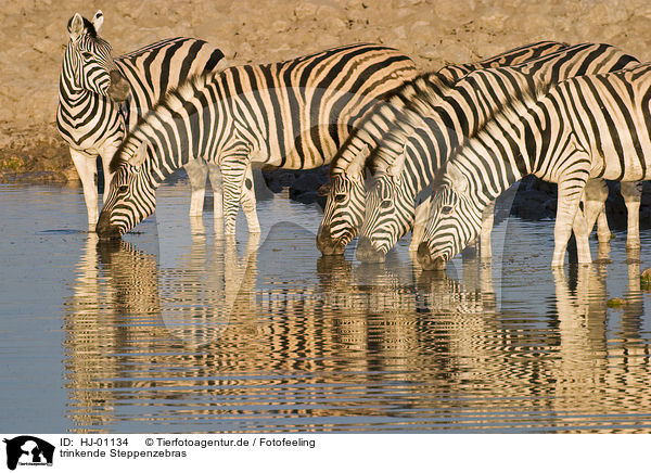 trinkende Steppenzebras / drinking plains zebras / HJ-01134