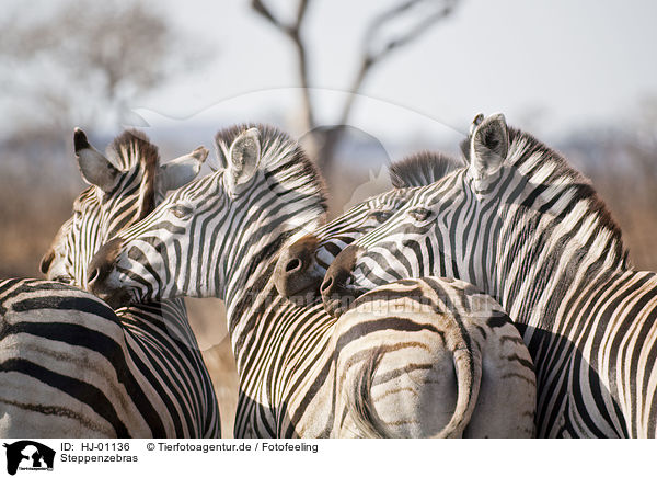 Steppenzebras / plains zebras / HJ-01136